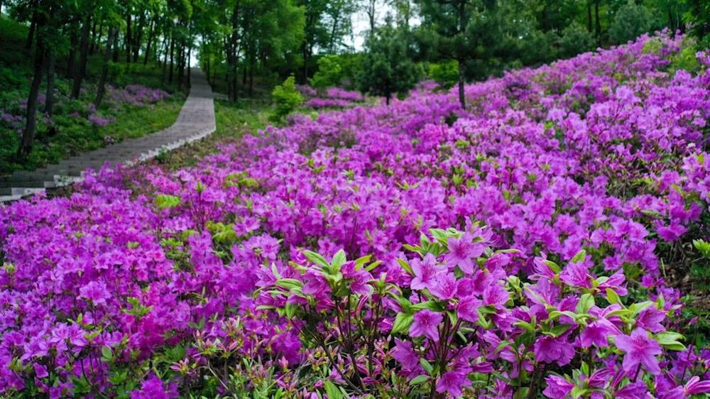 老边沟——杜鹃花似海