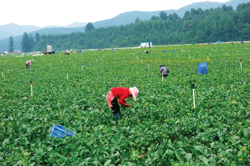 北菜南运  满乡蔬菜上市南方市场